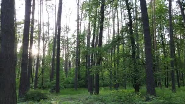 Дикий лісовий пейзаж на літній день — стокове відео