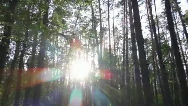 Paesaggio forestale selvaggio in una giornata estiva — Video Stock