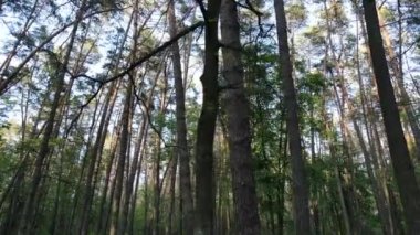 Bir yaz gününde vahşi orman manzarası