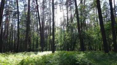 Bir yaz gününde vahşi orman manzarası