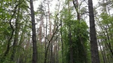 Bir yaz gününde vahşi orman manzarası