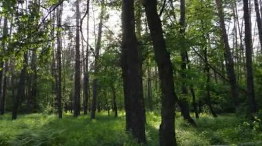 Bir yaz gününde vahşi orman manzarası