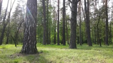 Bir yaz gününde vahşi orman manzarası