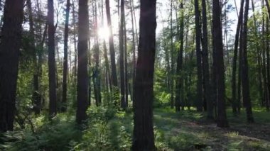 Bir yaz gününde vahşi orman manzarası