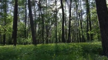 Bir yaz gününde vahşi orman manzarası