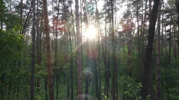 Paysage forestier sauvage un jour d'été — Video