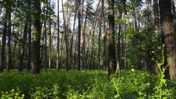 Wild forest landscape on a summer day — Stock Video