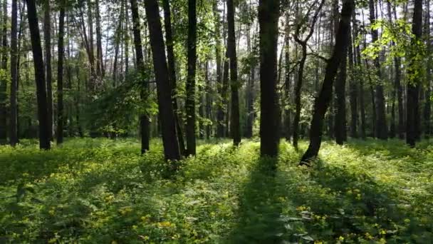 Paysage forestier sauvage un jour d'été — Video