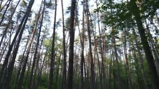 Дикий лісовий пейзаж на літній день — стокове відео