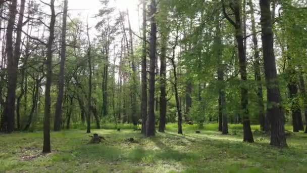 Wild boslandschap op een zomerdag — Stockvideo