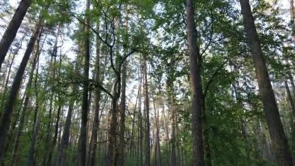 Paisagem florestal selvagem em um dia de verão — Vídeo de Stock