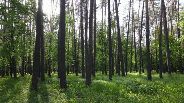 Wild forest landscape on a summer day — Stock Video