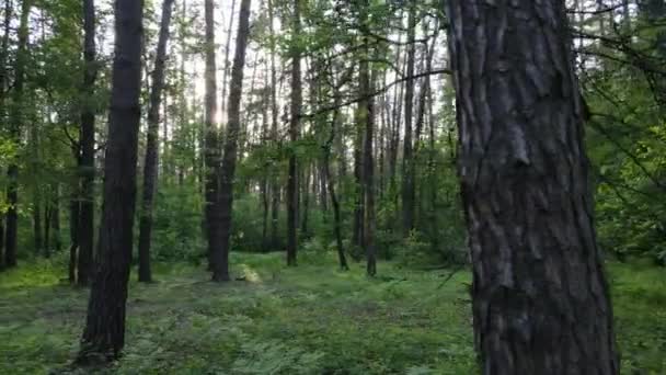 Paesaggio forestale selvaggio in una giornata estiva — Video Stock