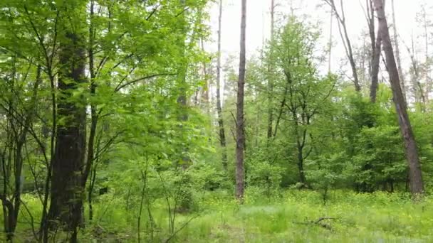 Paisagem florestal selvagem em um dia de verão — Vídeo de Stock