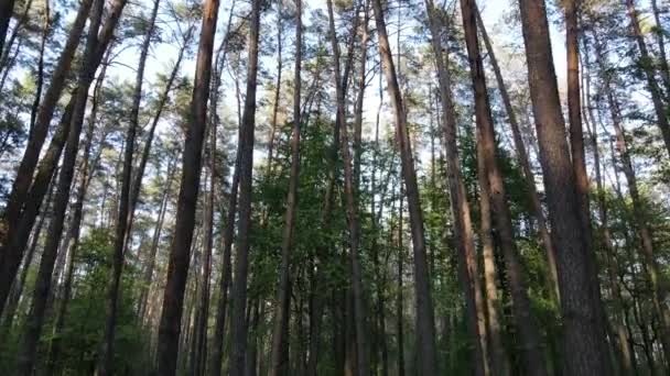 夏日的野生森林景观 — 图库视频影像