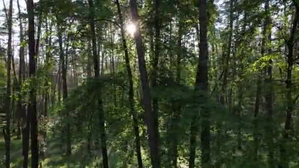 Paysage forestier sauvage un jour d'été — Video