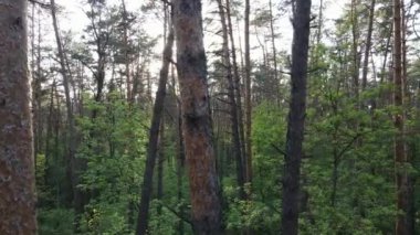 Bir yaz gününde vahşi orman manzarası