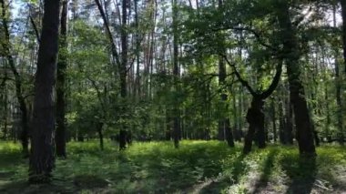 Bir yaz gününde vahşi orman manzarası