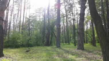 Bir yaz gününde vahşi orman manzarası