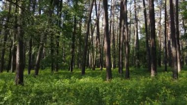 Bir yaz gününde vahşi orman manzarası