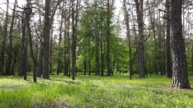 Bir yaz gününde vahşi orman manzarası