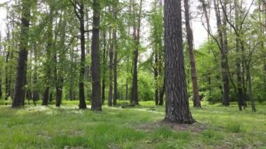 Bir yaz gününde vahşi orman manzarası