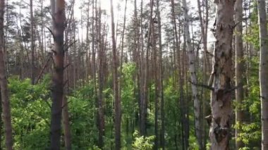 Bir yaz gününde vahşi orman manzarası