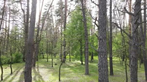 Дикий лісовий пейзаж на літній день — стокове відео