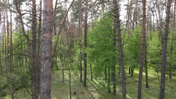 Paysage forestier sauvage un jour d'été — Video