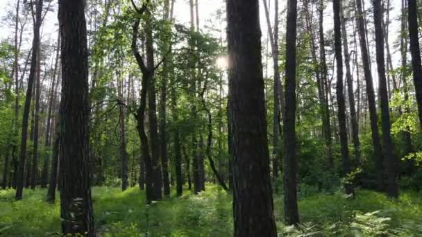 Paesaggio forestale selvaggio in una giornata estiva — Video Stock