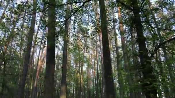 Paisagem florestal selvagem em um dia de verão — Vídeo de Stock