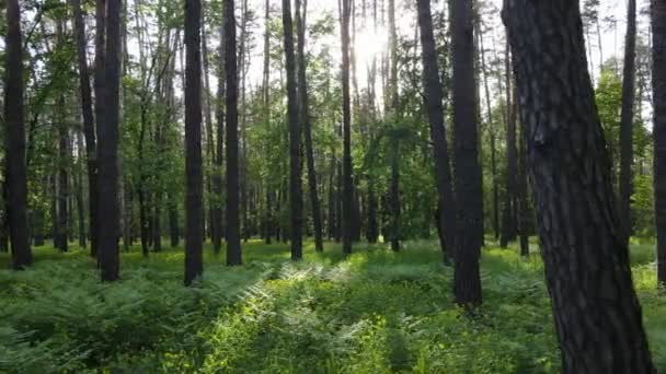 夏の日の野生の森の風景 — ストック動画