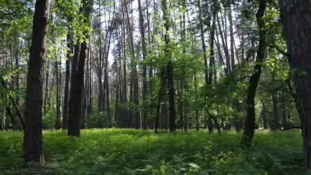 Paysage forestier sauvage un jour d'été — Video