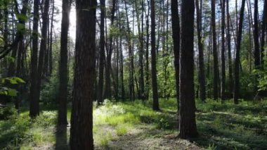 Bir yaz gününde vahşi orman manzarası