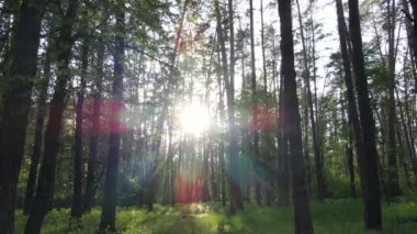 Bir yaz gününde vahşi orman manzarası