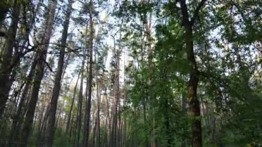 Bir yaz gününde vahşi orman manzarası