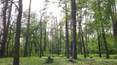 Bir yaz gününde vahşi orman manzarası