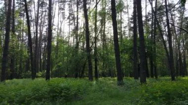 Bir yaz gününde vahşi orman manzarası