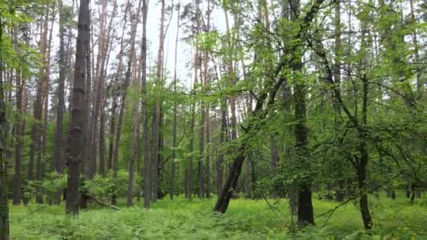 여름철의 숲 풍경 — 비디오