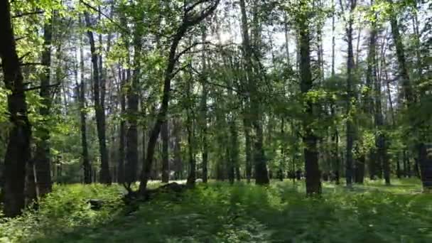 Paisagem florestal selvagem em um dia de verão — Vídeo de Stock