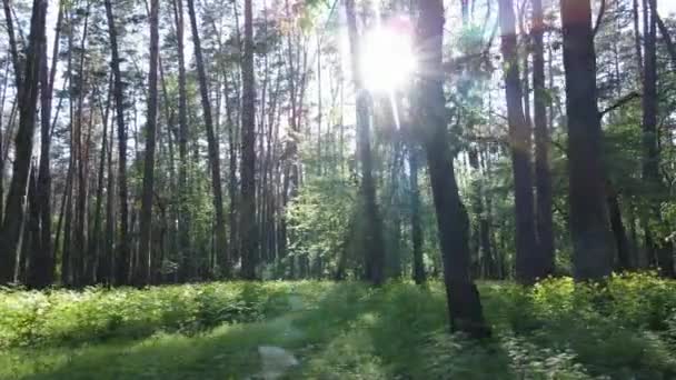 Paisagem florestal selvagem em um dia de verão — Vídeo de Stock