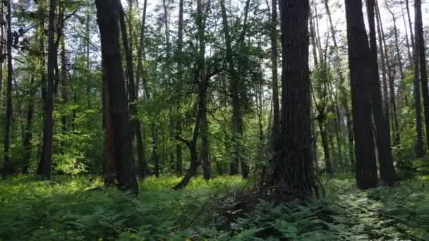 Wilde Waldlandschaft an einem Sommertag — Stockvideo