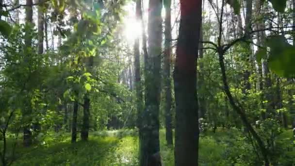 Wild boslandschap op een zomerdag — Stockvideo