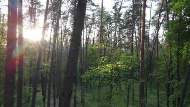 Vilda skogslandskap en sommardag — Stockvideo