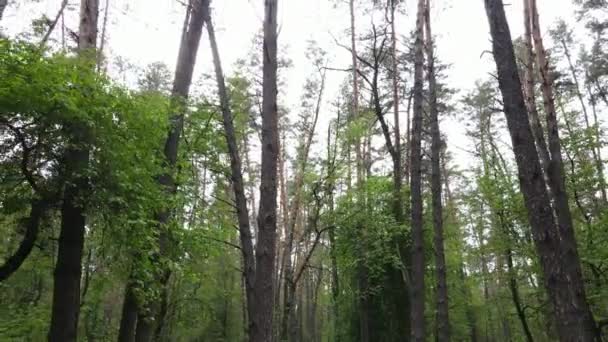 Άγρια δάση τοπίο σε μια καλοκαιρινή μέρα — Αρχείο Βίντεο
