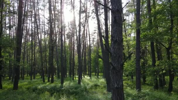 Vilda skogslandskap en sommardag — Stockvideo