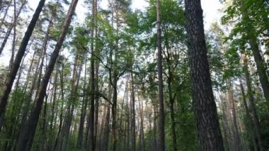 Bir yaz gününde vahşi orman manzarası