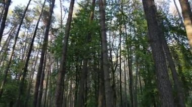 Bir yaz gününde vahşi orman manzarası