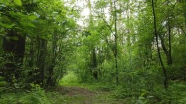 Bir yaz gününde vahşi orman manzarası