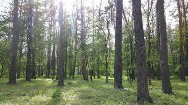 Bir yaz gününde vahşi orman manzarası